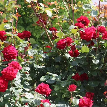 Valencia Gardens Luxury * Несебър