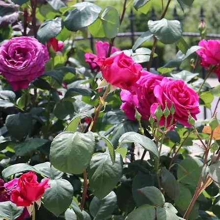 Valencia Gardens Luxury