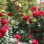 Valencia Gardens Luxury * Νεσέμπαρ