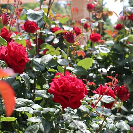 Valencia Gardens Luxury