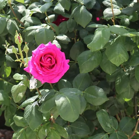 Appartement Valencia Gardens Luxury