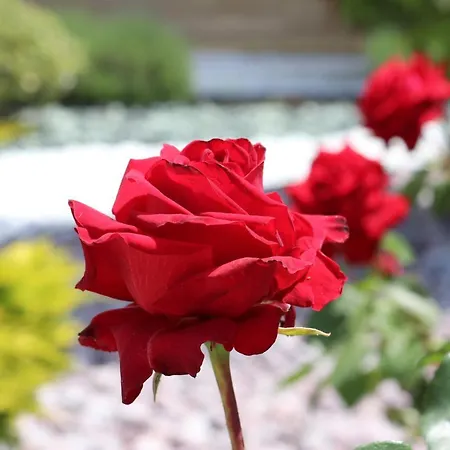 Valencia Gardens Luxury * Nessebar