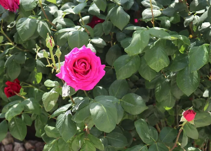 Apartment Valencia Gardens Luxury