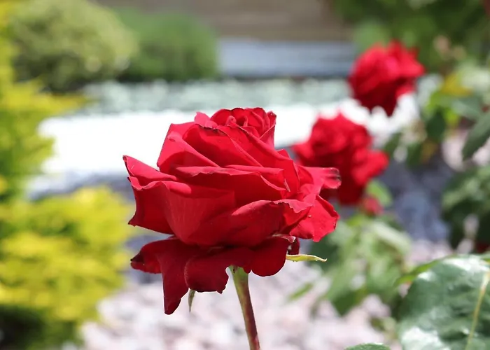 Valencia Gardens Luxury * ネセバル